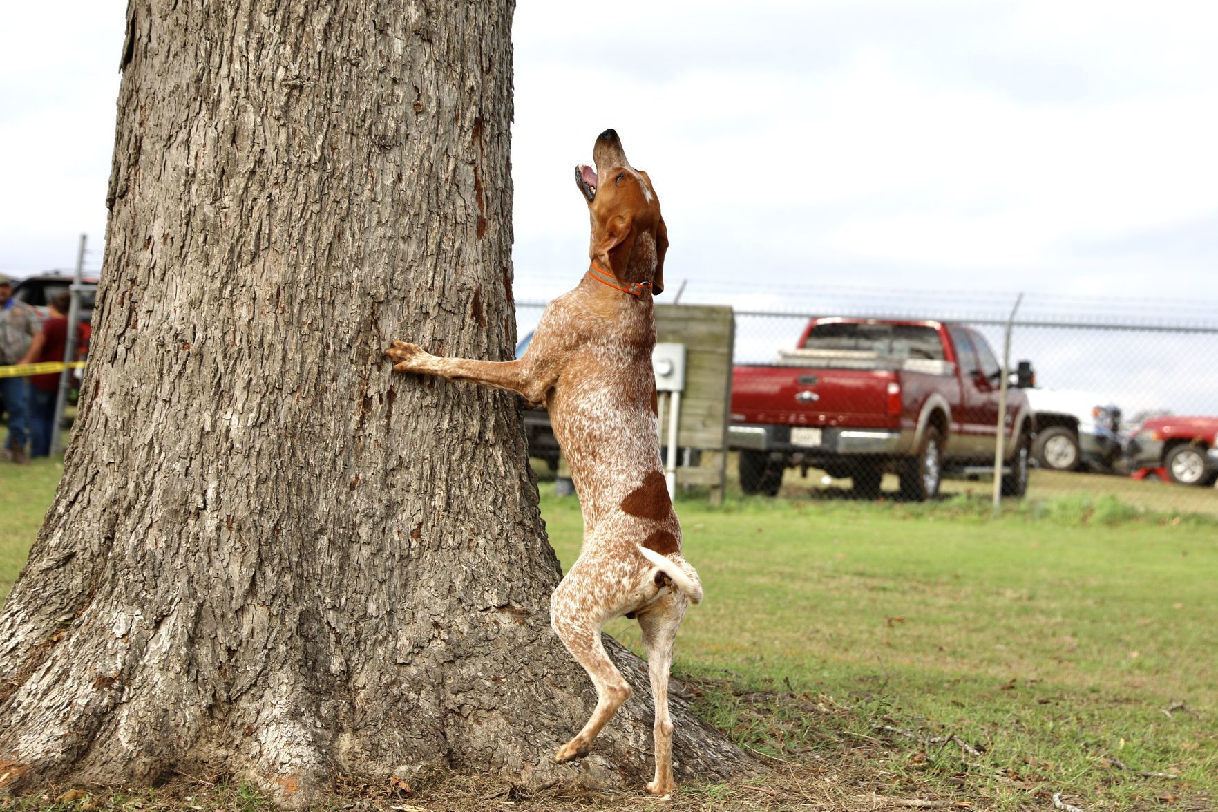 Grand American 2020
